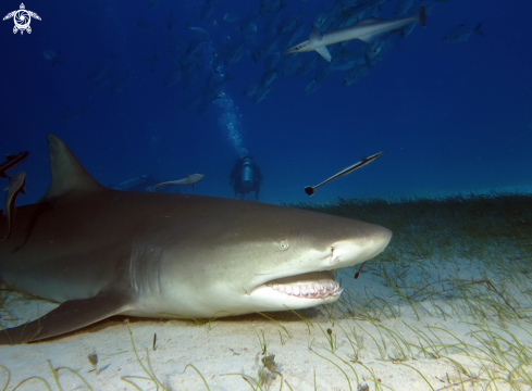 A Negaprion brevirostris | Lemon Shark