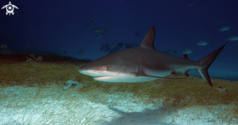 A Caribbean reef shark