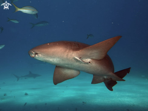 A Carcharhinus perezi | Caribbean reef shark