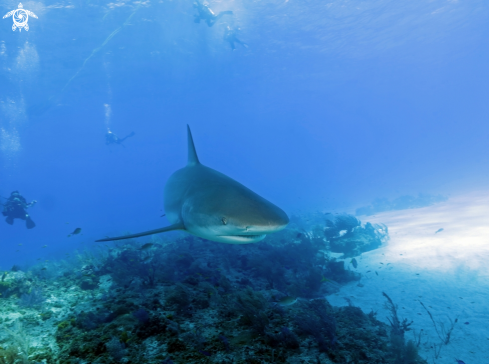 A Caribbean reef shark