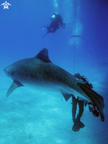 A Galeocerdo cuvier | Tiger Shark