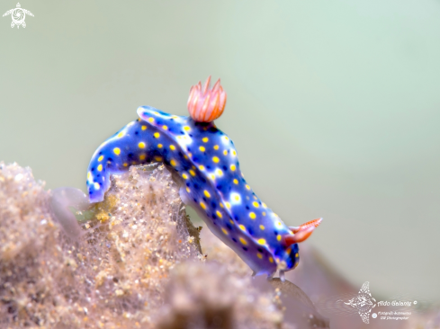 A Hypselodoris Nudibranch