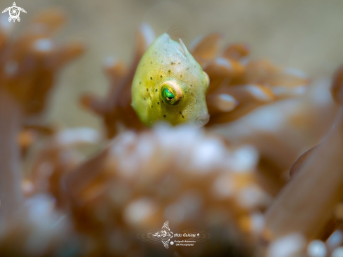 A Taylor's Pygmy Leatherjacket Juvenil 