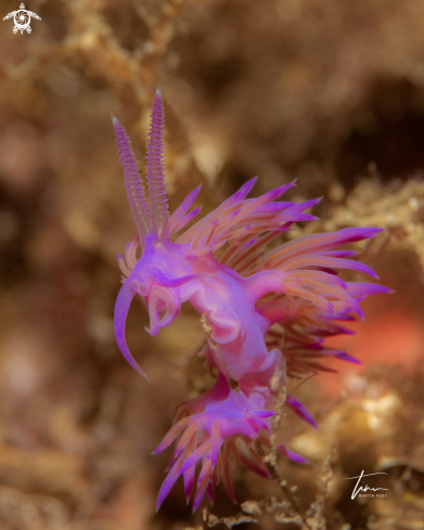 A Flabellina affinis