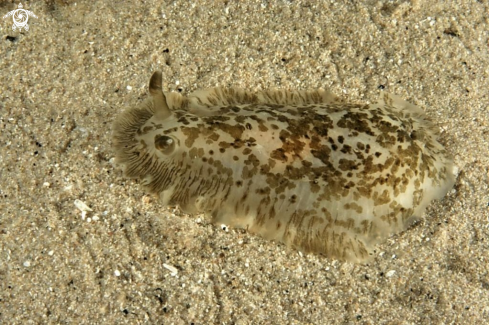 A Dendrodoris grandiflora | Nudibranco