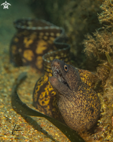 A Mediterranean Moray Eel