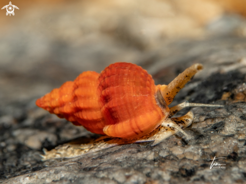A Dogwhelk Snail