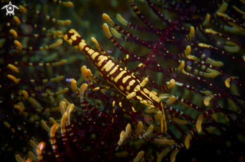 A Laomenes sp. | SHRIMP