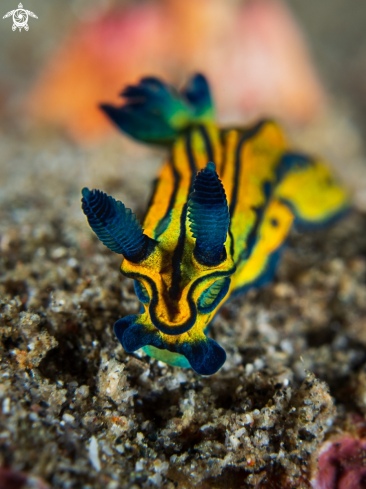 A Nudibranch