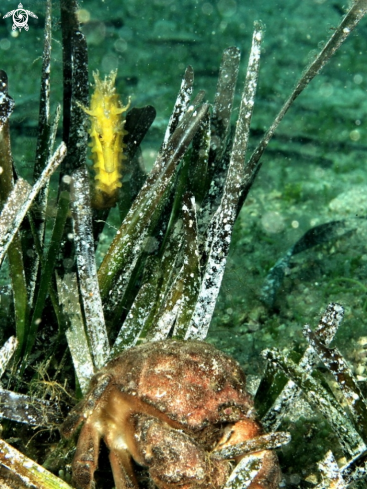 A Hippocampus guttulatus-Dromia personata | Cavalluccio marino & Granchio facchino