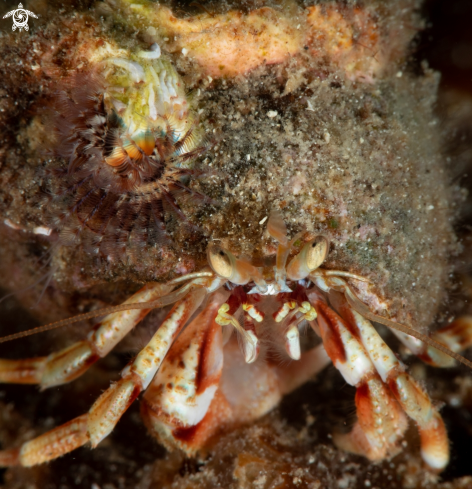 A Hermit crab