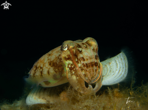 A Cuttlefish