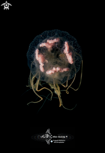 A Jellyfish 