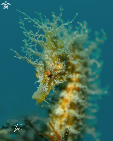 A Seahorse