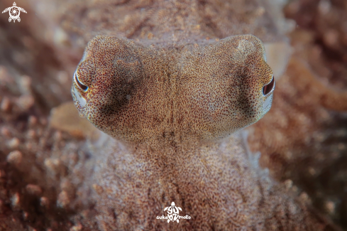 A Coconut Octopus