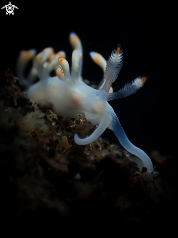 A Samla bicolor | Nudibranch