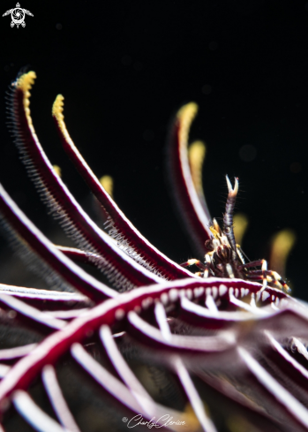 The Crinoid Squat Lobster