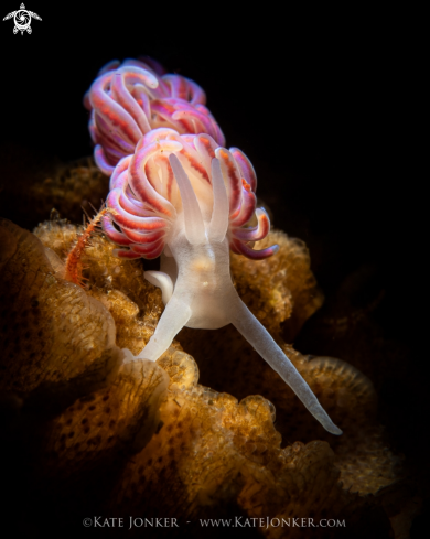 A Coral Nudibranch