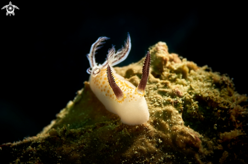 A NUDIBRANCH