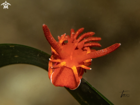 A Okenia elegans