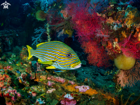 A Plectorhinchus polytaenia | Ribbon Sweetlips