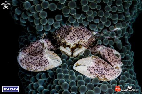 A Porcelain crab