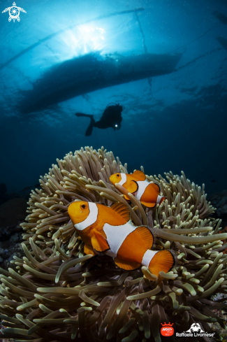 A Anemone and clownfishes