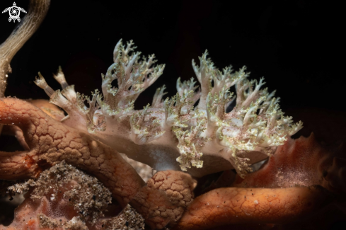 A Mariona arborescens