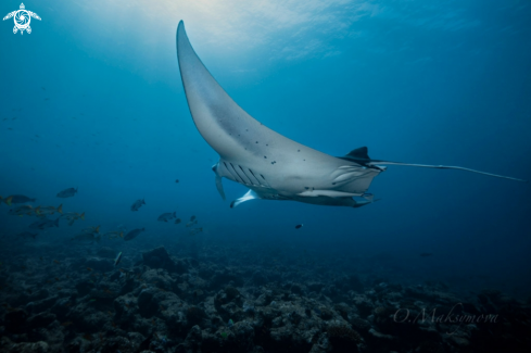 A Manta ray 