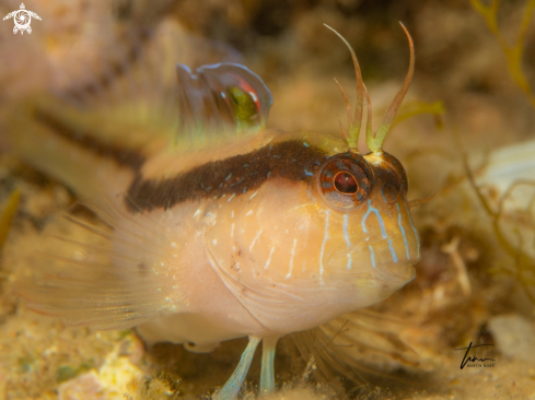 A Longstriped Blenny