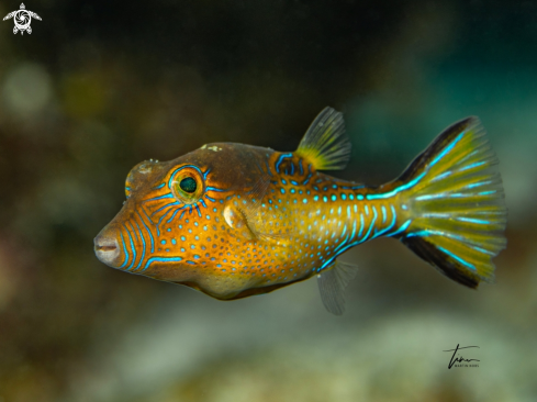 A Sharpnose Puffer