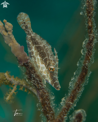 A Monacanthus tuckeri | Slender Filefish