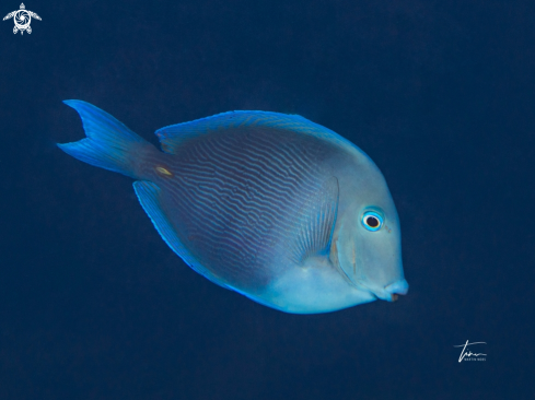 A Acanthurus coeruleus | Blue Tang Surgeonfish