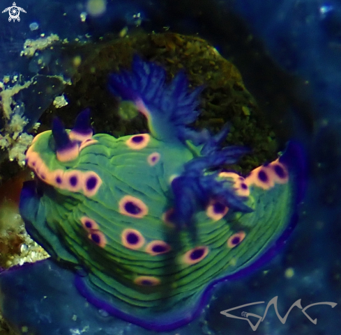 A Nembrotha rosannulata  (feeding on Sigillina cyanea) | Donut Nembrotha