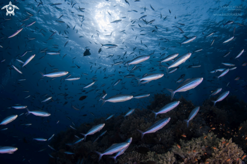 A School of striated fusiliers