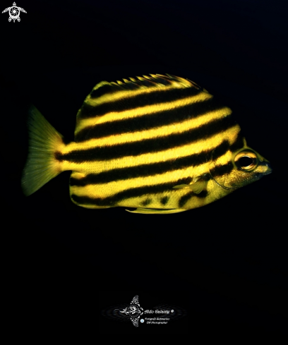 A Stripey Fish