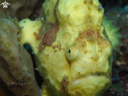 A Longlure Frogfish