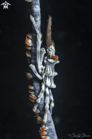 A Whip Coral Spider Crab