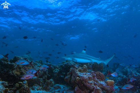 A shark | black tip shark