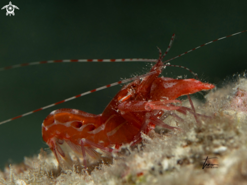 A Alpheus immaculatus | Anemone Pistol Shrimp
