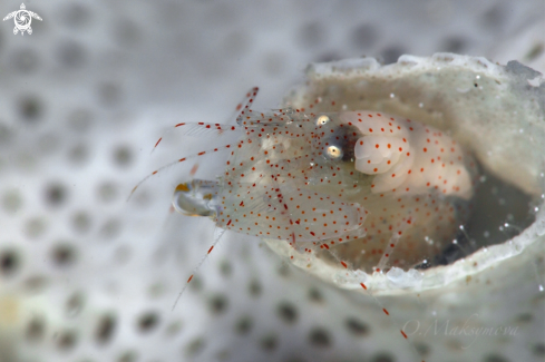 A Bryozoan Snapping Shrimp