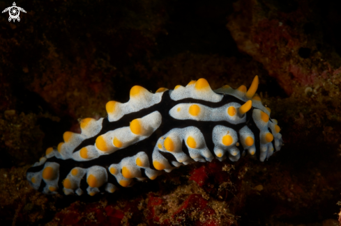 A  Philidia varicosa | NUDIBRANCH