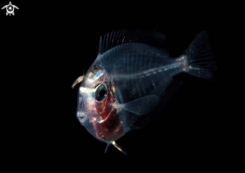 A Surgeonfish larval