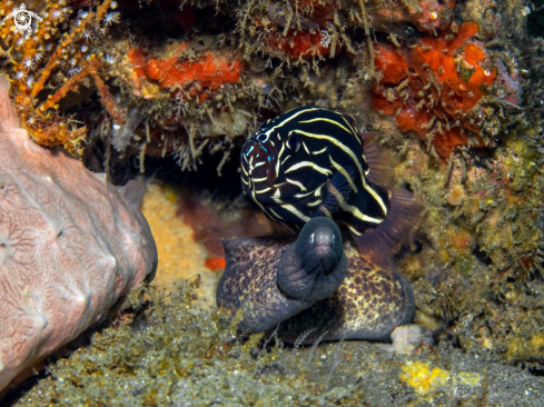 A Lined Soapfish and Moray Eel