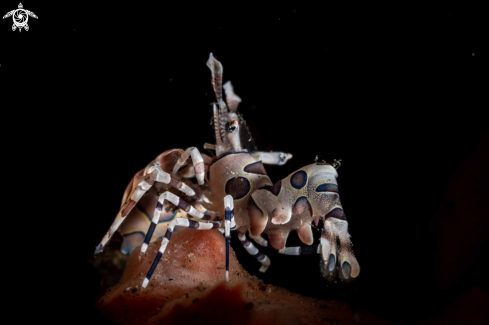 A Harlequin shrimp