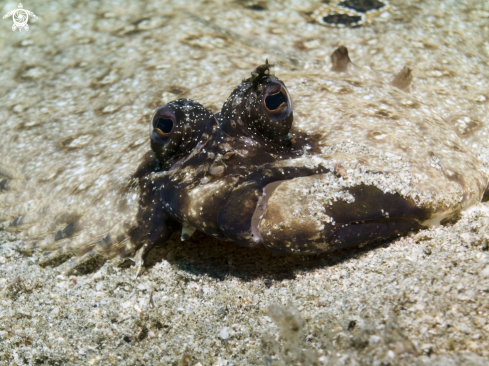 A underwater creature