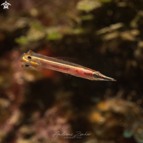A Lucayablennius zingaro | Arrow blenny