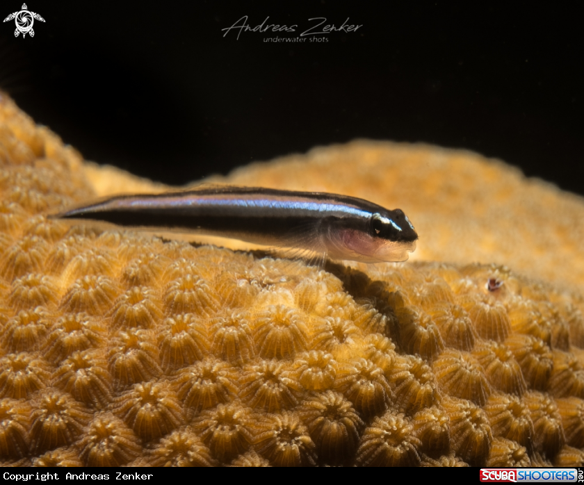 A Caribbean Neon Goby 
