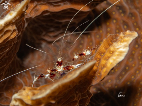 A Banded Coral shrimp