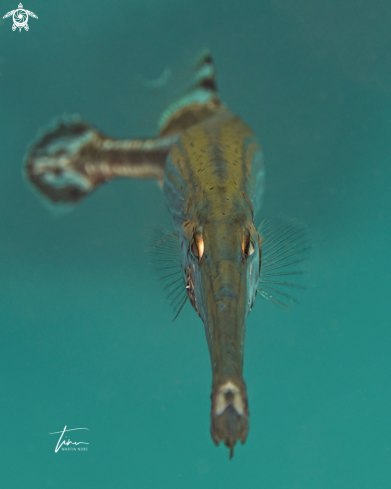 A Trumpetfish